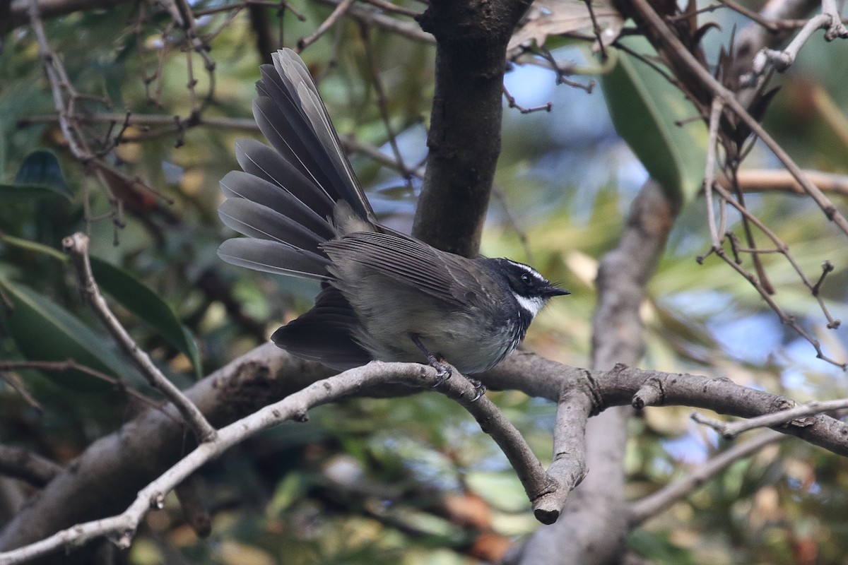 Белогорлая веерохвостка - ML646499195