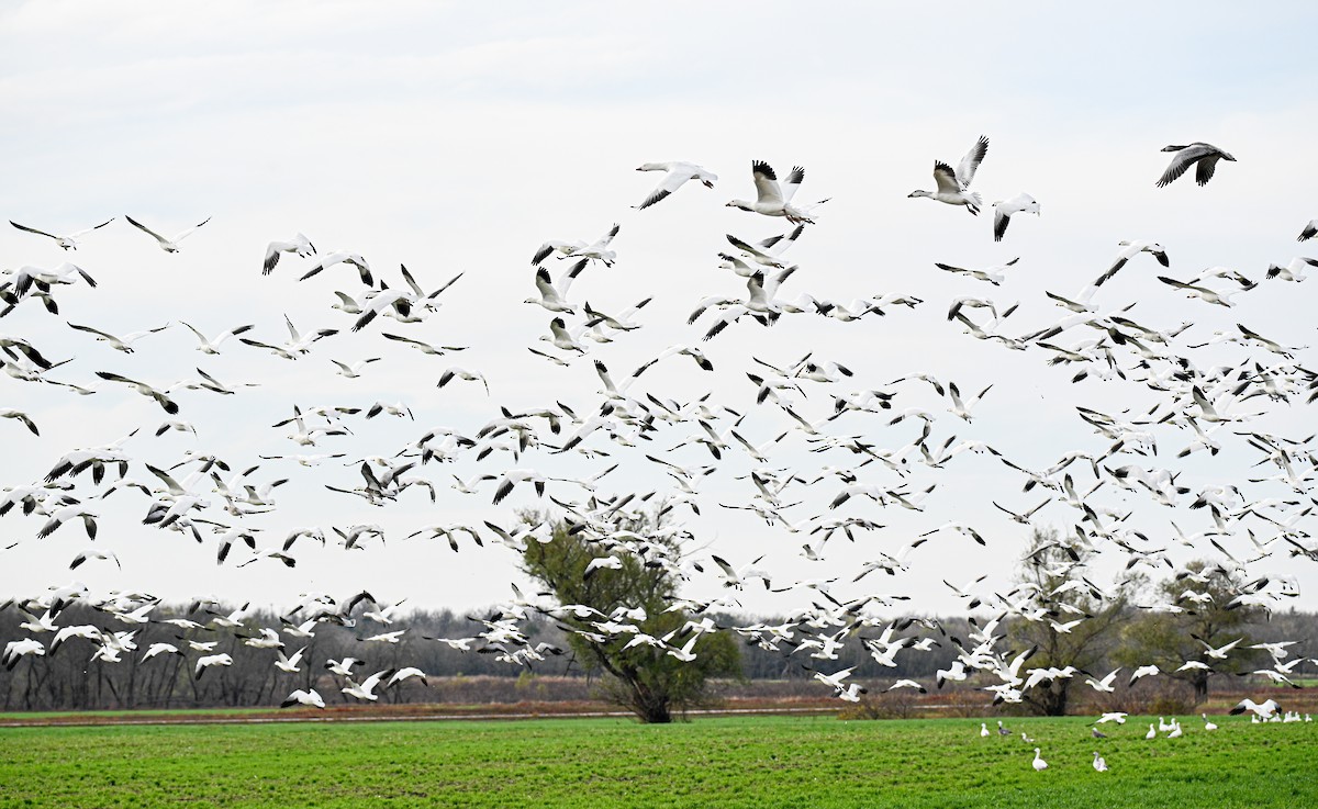 Snow/Ross's Goose - ML646499196