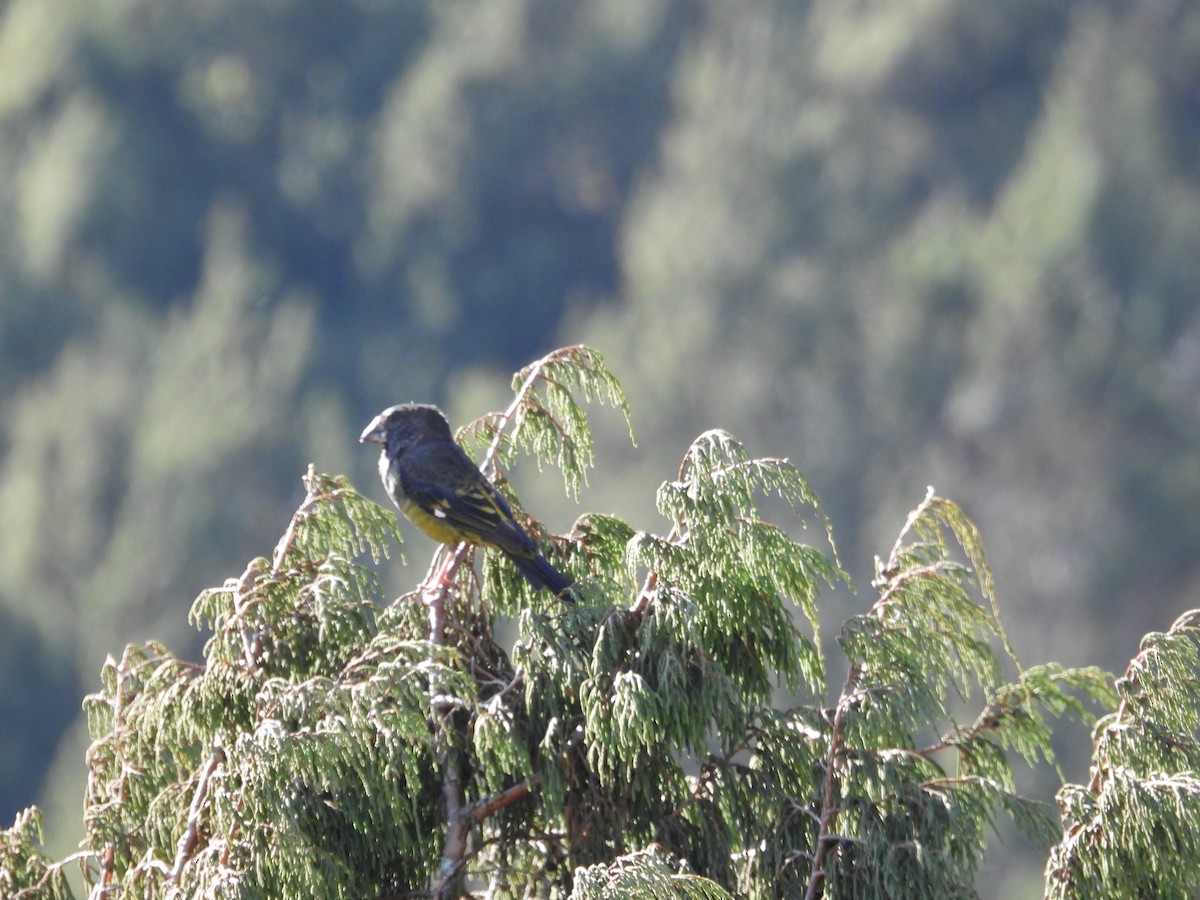 Wacholderkernbeißer - ML646499198