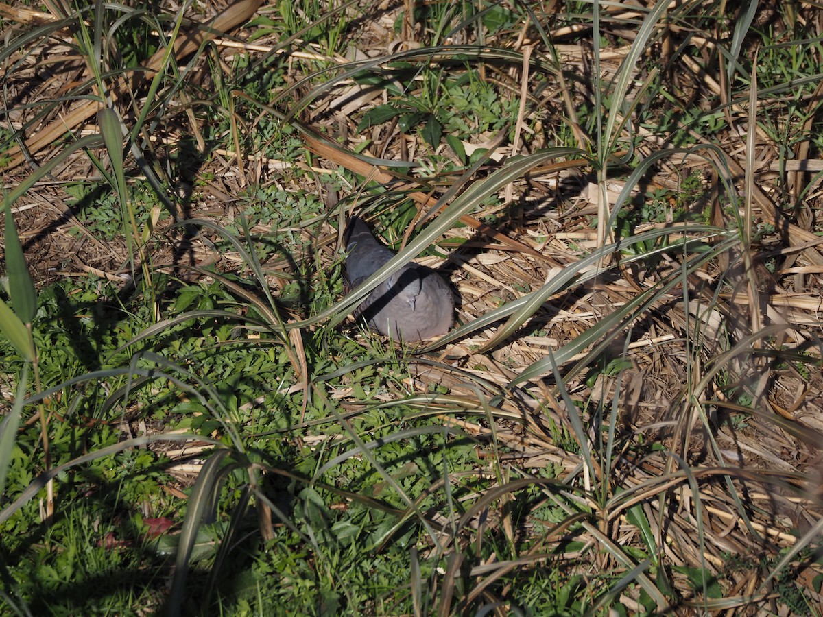 キジバト - ML646499199