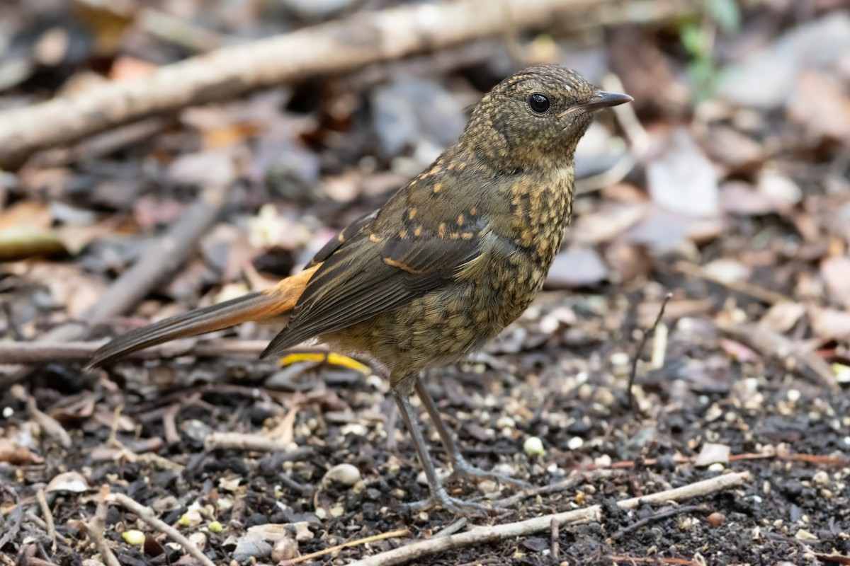 Cape Robin-Chat - ML646499200