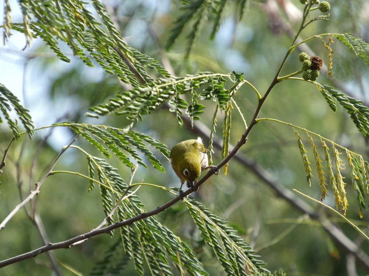 Warbling White-eye - ML646499209