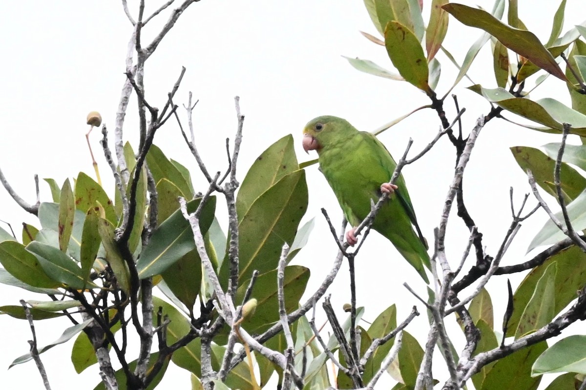 Cobalt-winged Parakeet - ML646499210