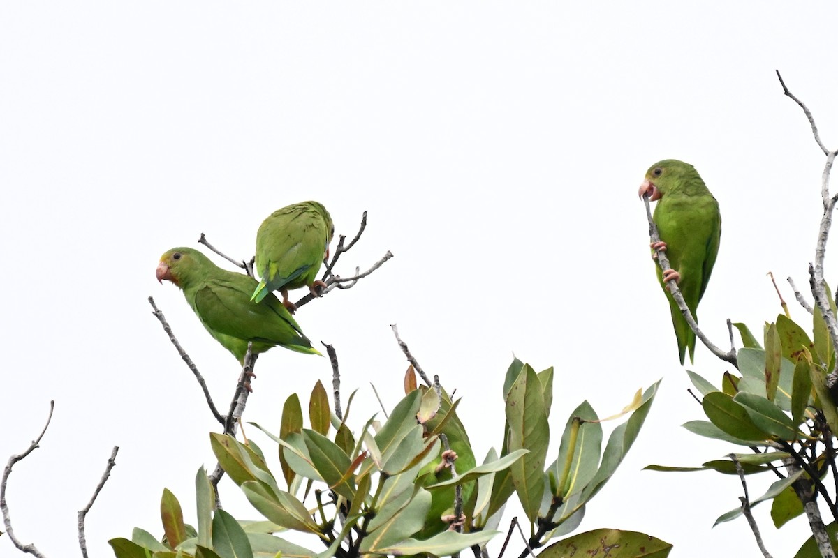 Cobalt-winged Parakeet - ML646499211