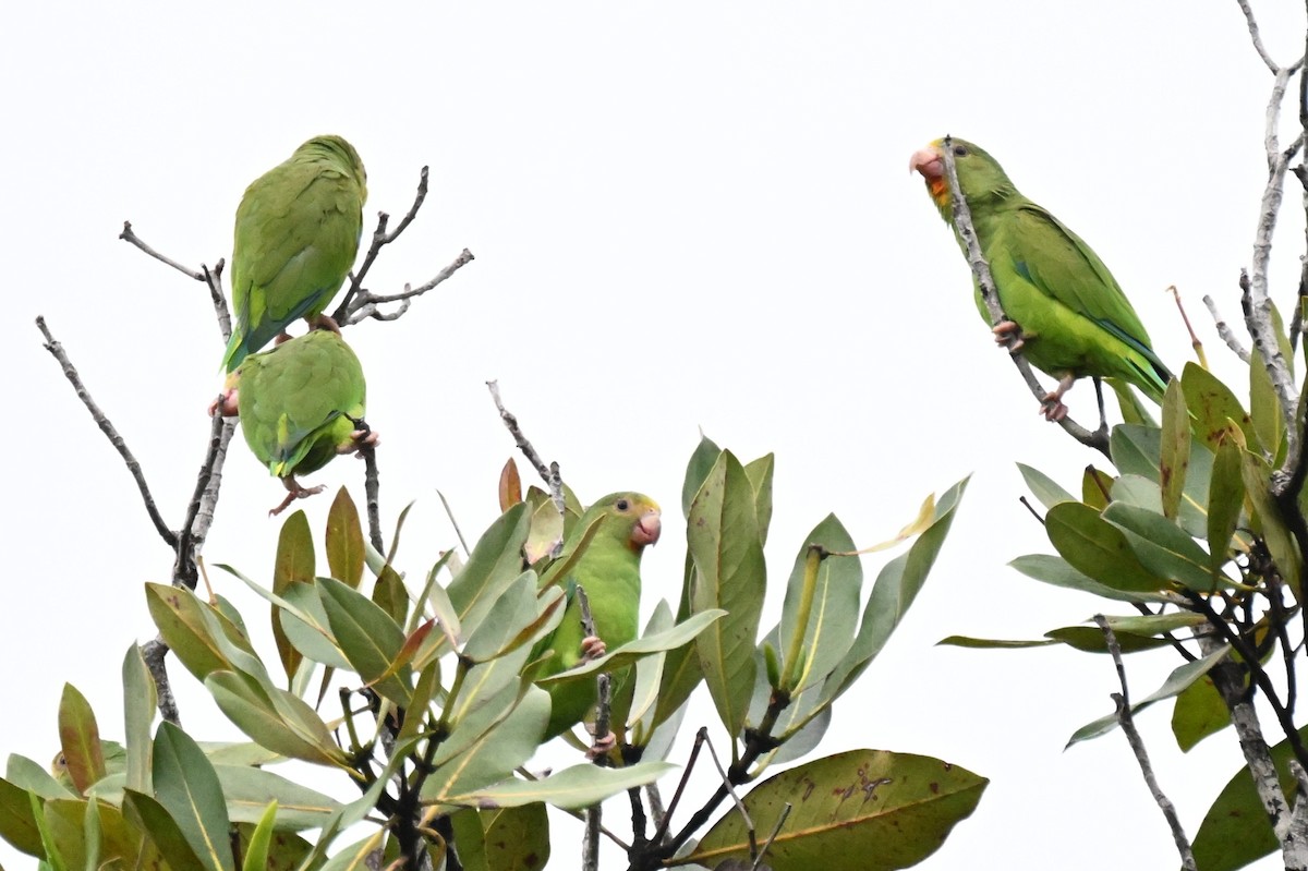 Cobalt-winged Parakeet - ML646499212