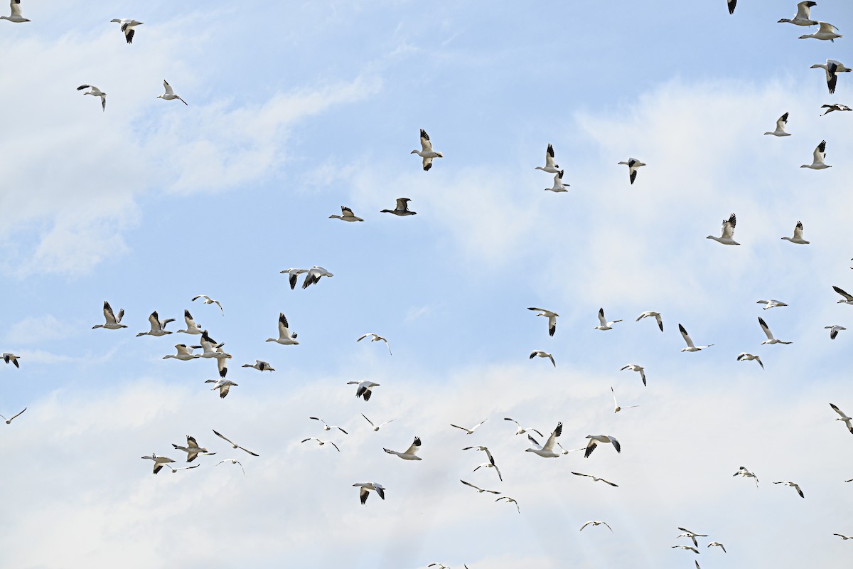 Snow/Ross's Goose - ML646499215