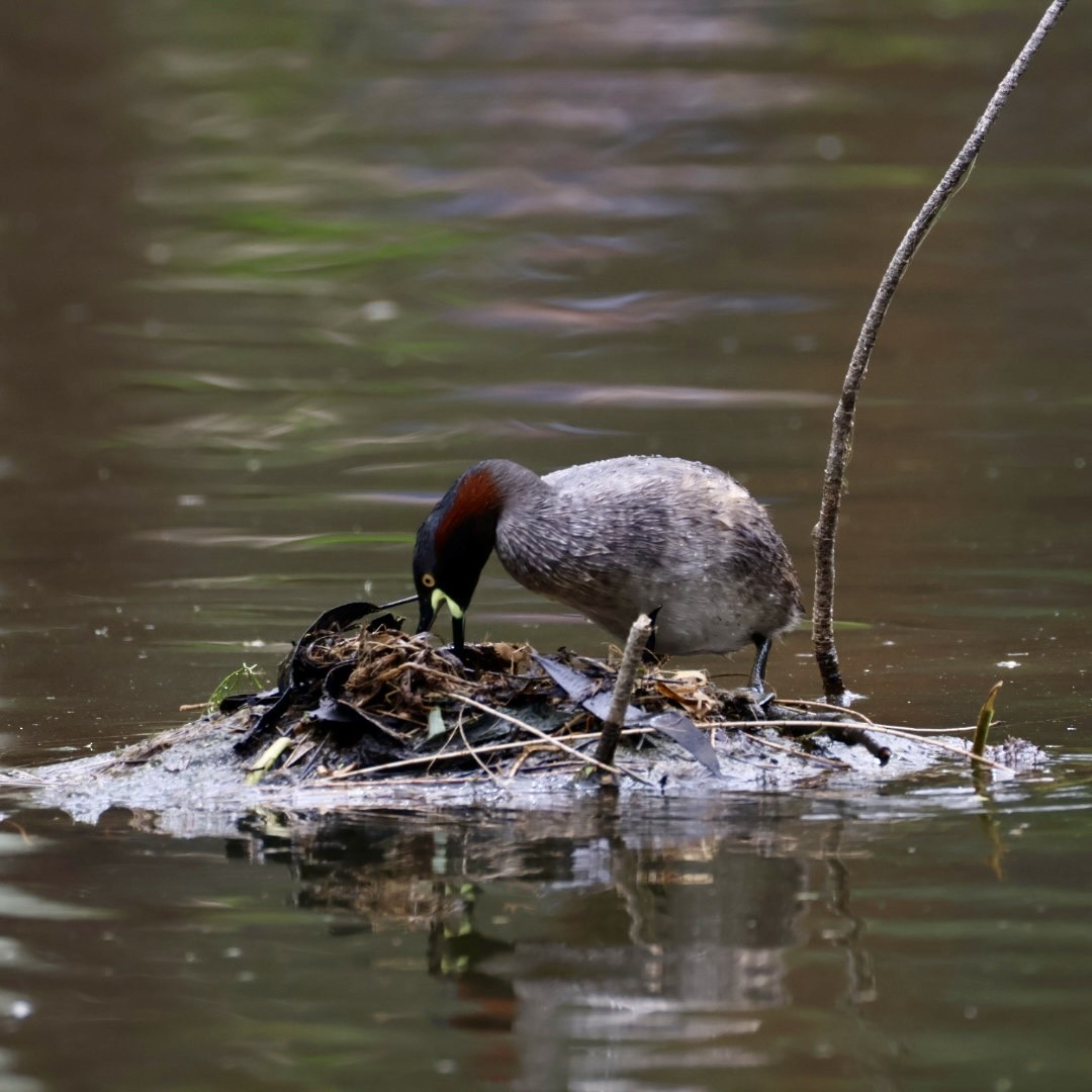 Australasian Grebe - ML646499216