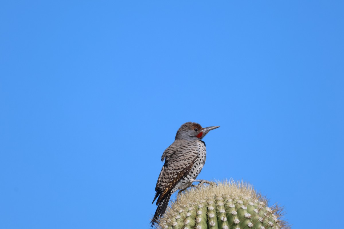 Gilded Flicker - ML646499218