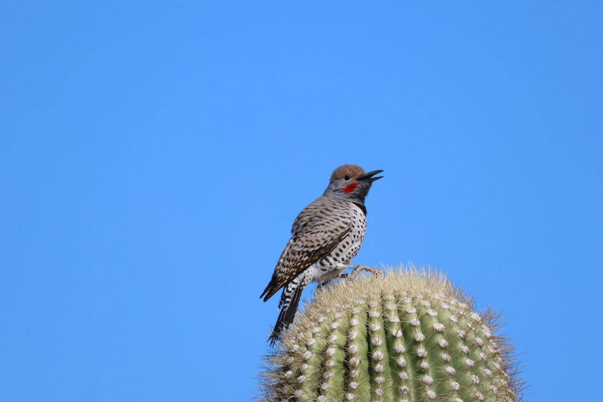 Gilded Flicker - ML646499219