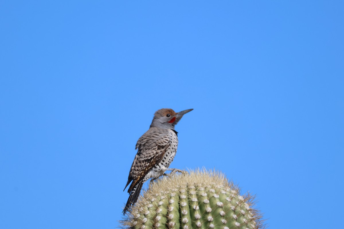 Gilded Flicker - ML646499220