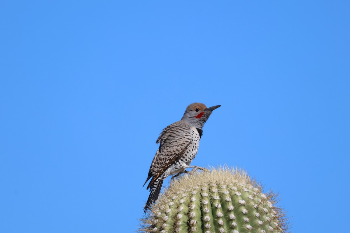 Gilded Flicker - ML646499221