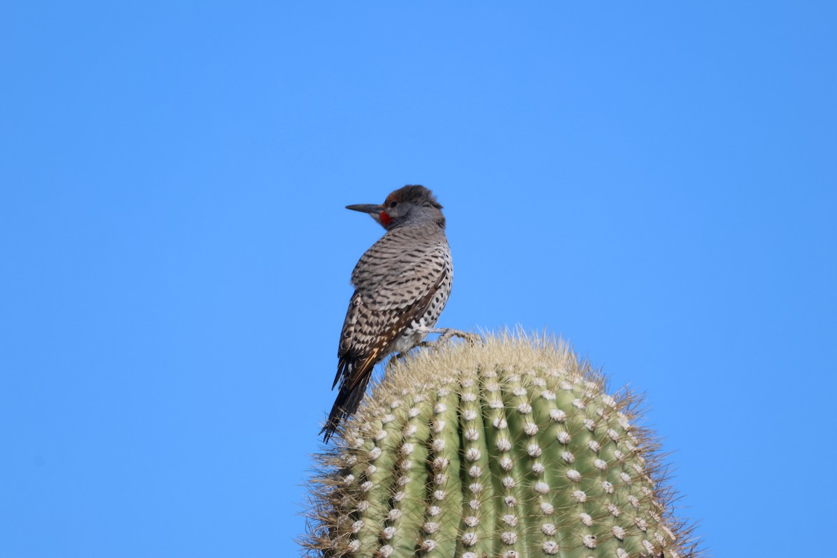 Gilded Flicker - ML646499222