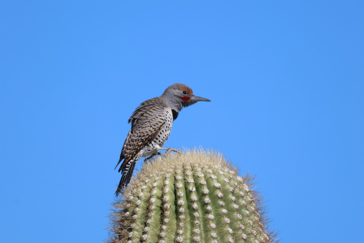 Gilded Flicker - ML646499223