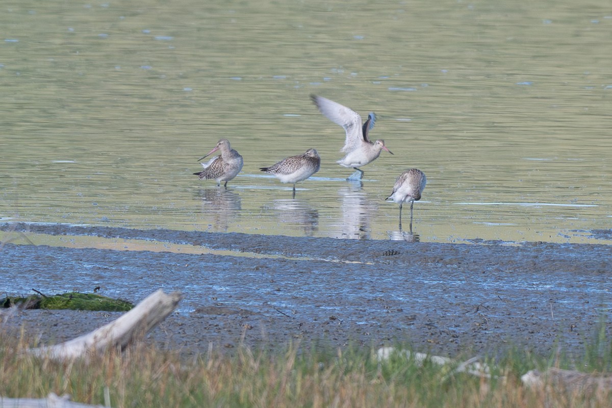 斑尾鷸 - ML646499227