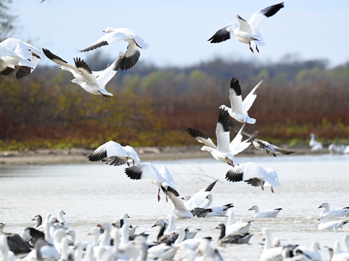 Snow/Ross's Goose - ML646499228