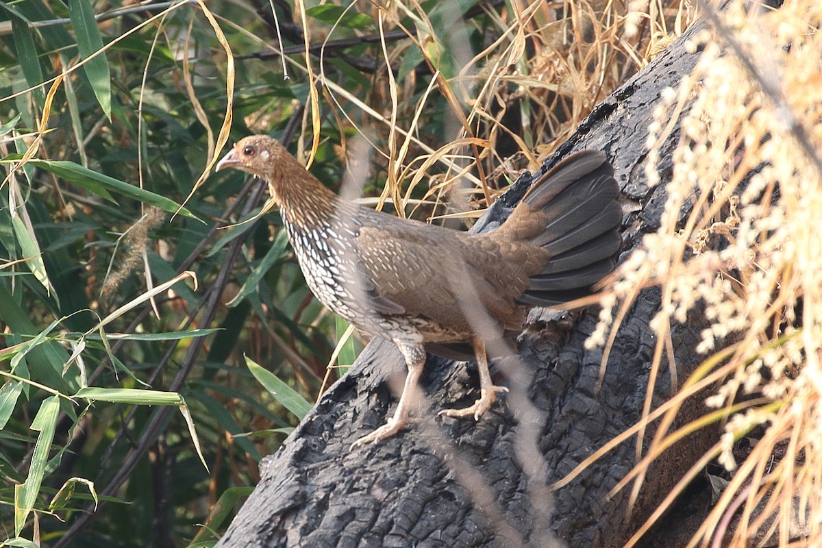 Серый петух - ML646499233