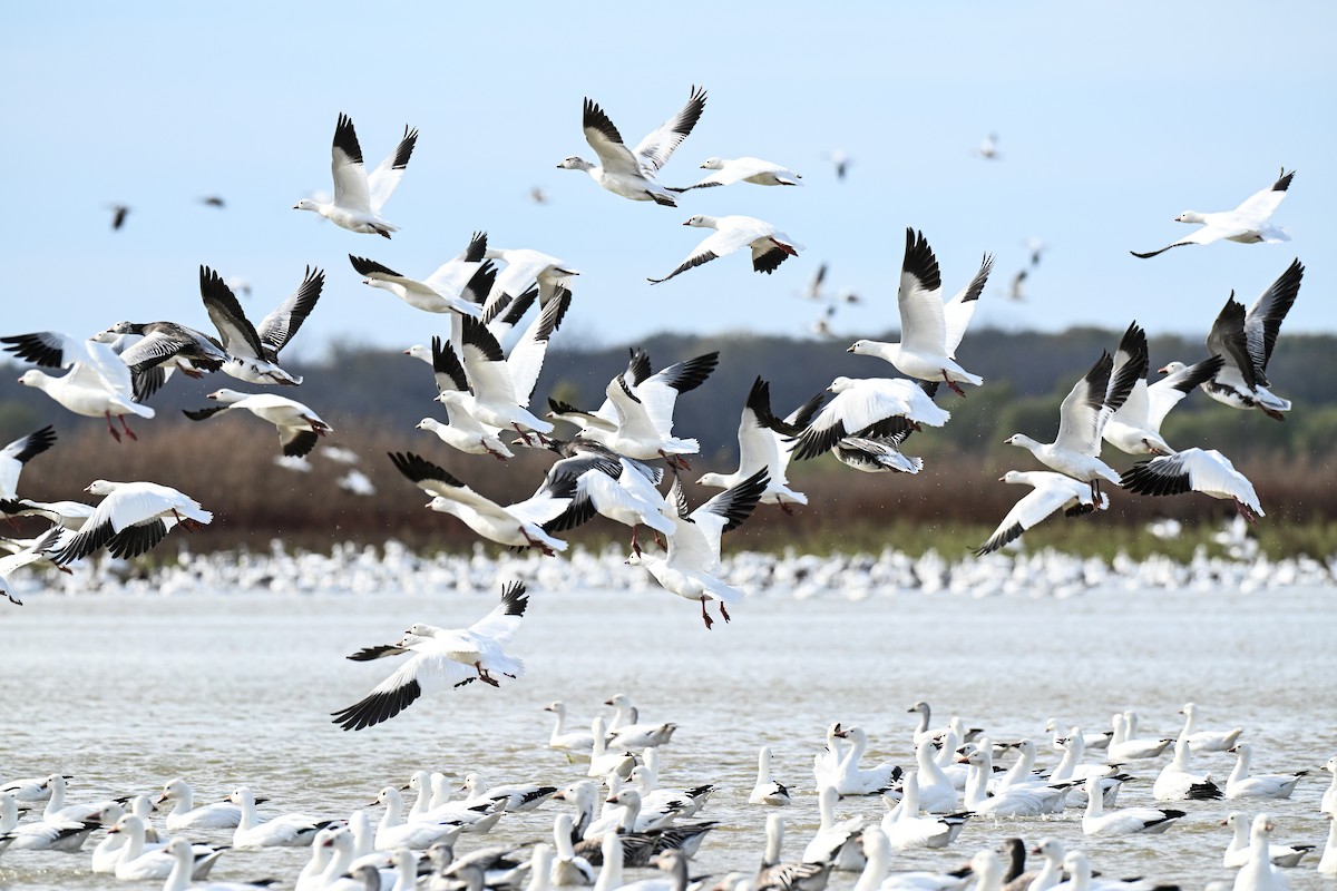 Snow/Ross's Goose - ML646499234