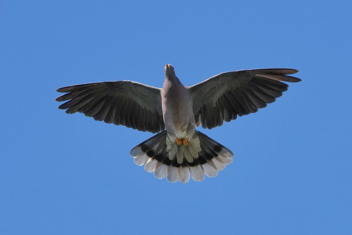 bånddue - ML646499235