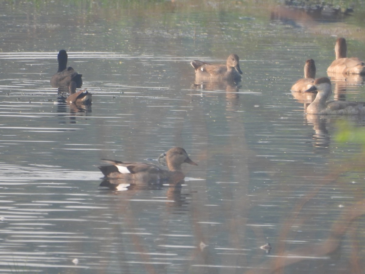 Boz Ördek - ML646499236