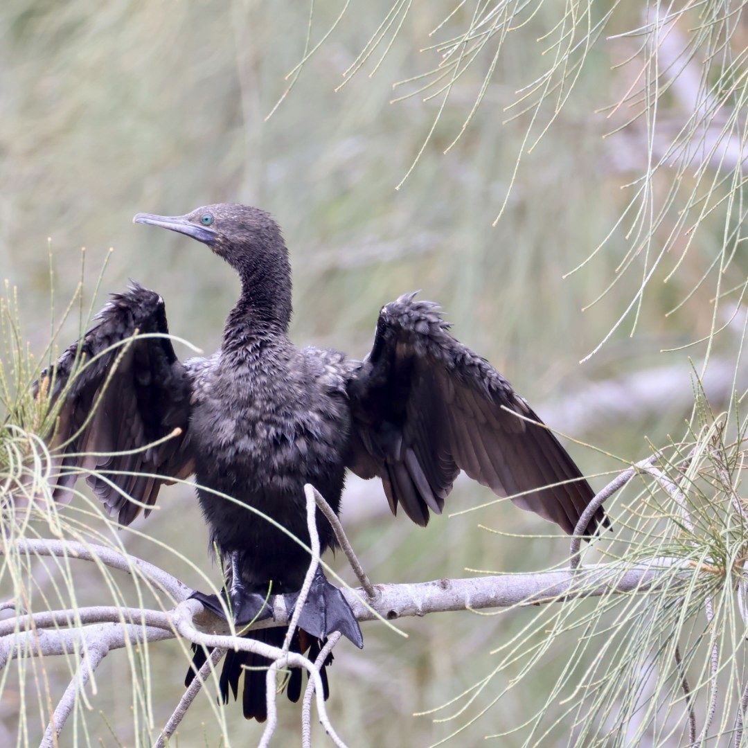 Little Black Cormorant - ML646499237