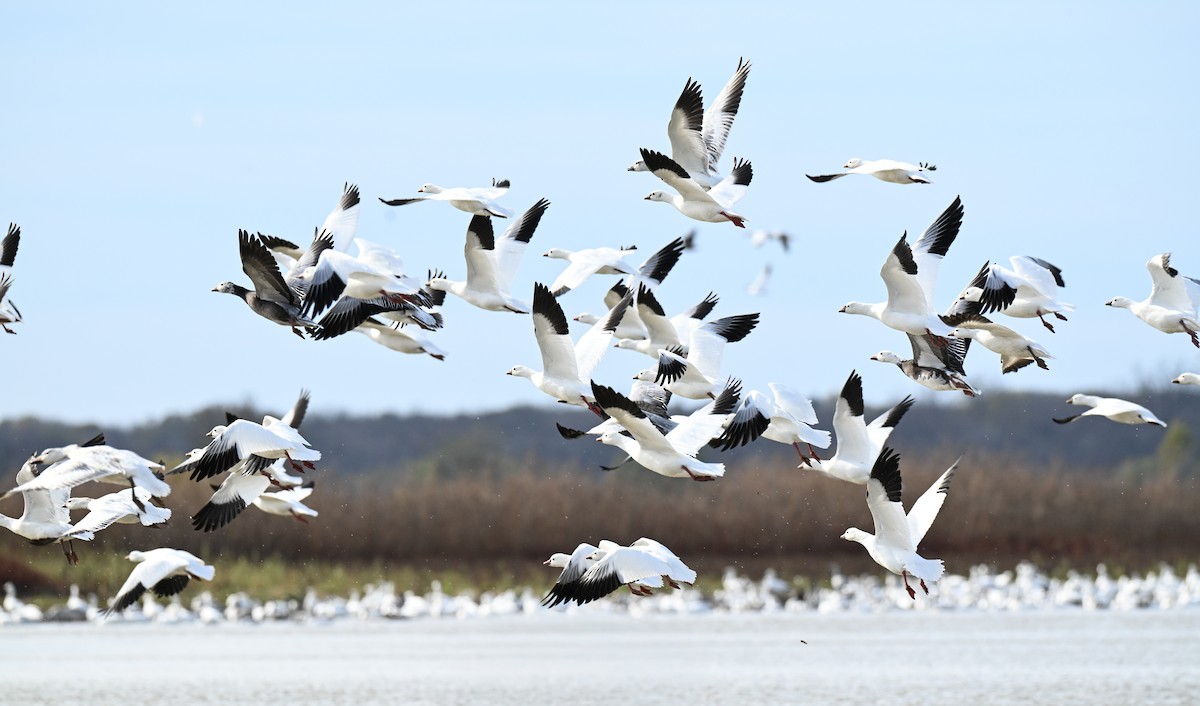 Snow/Ross's Goose - ML646499238