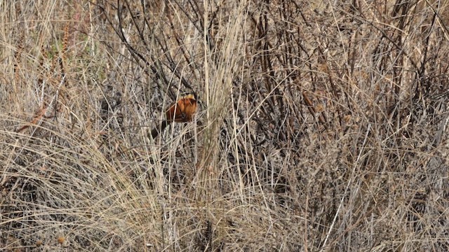 Pecholuna del Chaco - ML646499240
