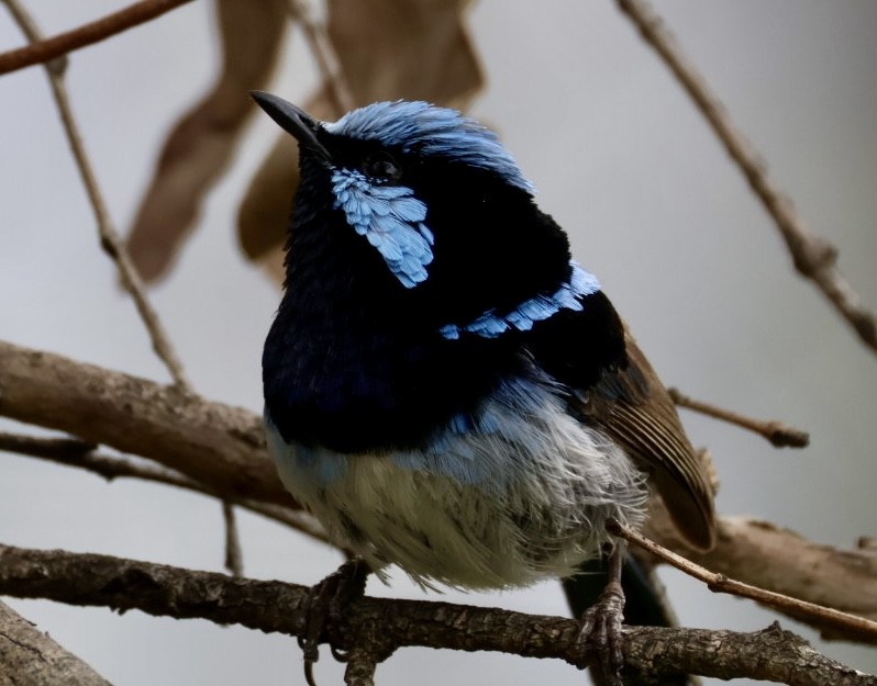 Superb Fairywren - ML646499241