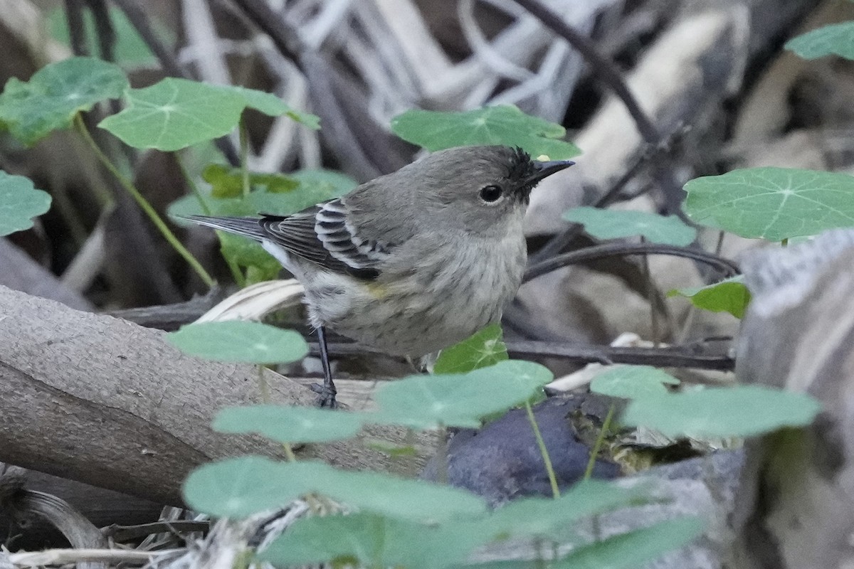 Yellow-rumped Warbler - ML646499244