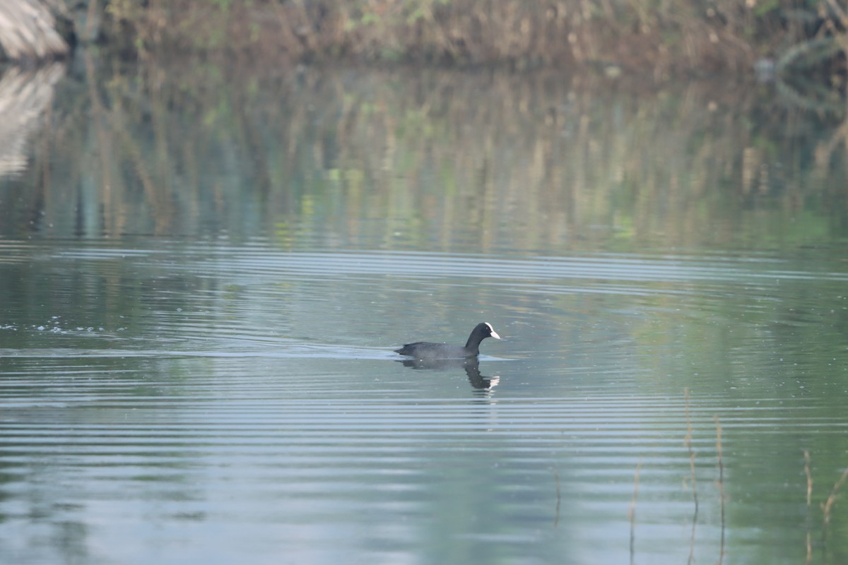 Лиска звичайна - ML646499245