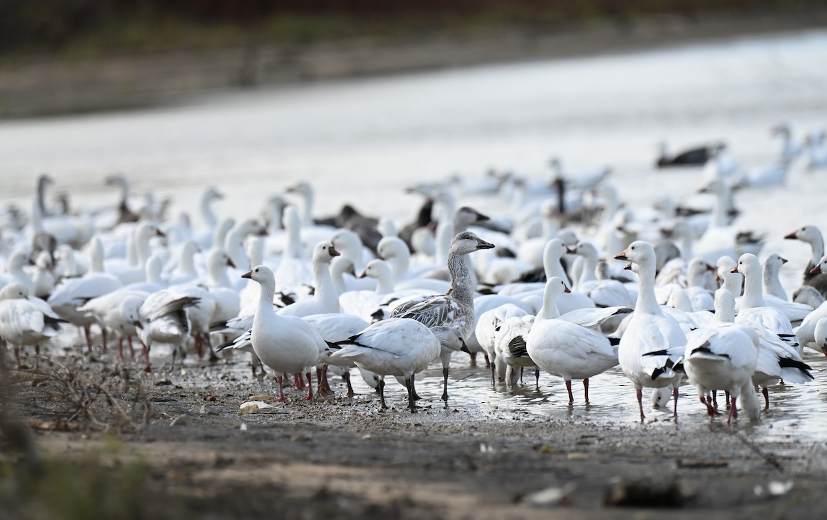 Oca delle nevi - ML646499246