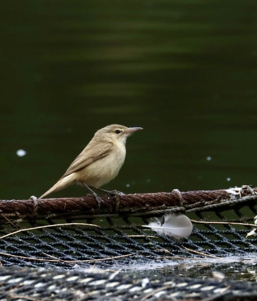 Australian Reed Warbler - ML646499247