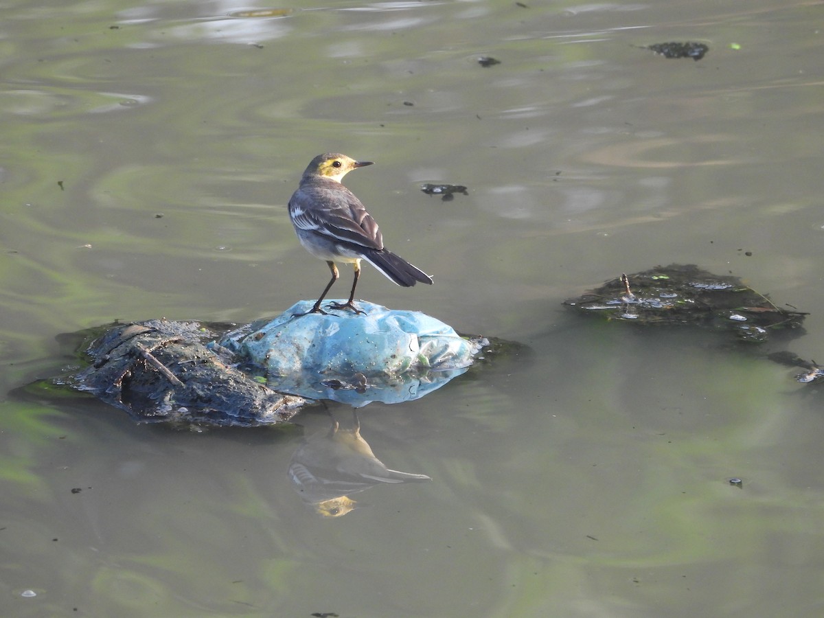 Citrine Wagtail - ML646499249