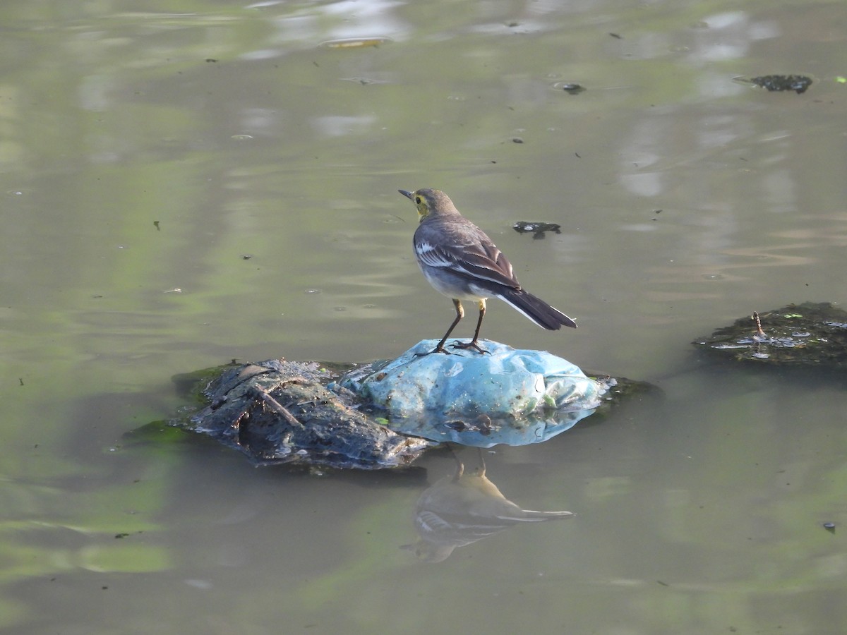 Citrine Wagtail - ML646499250