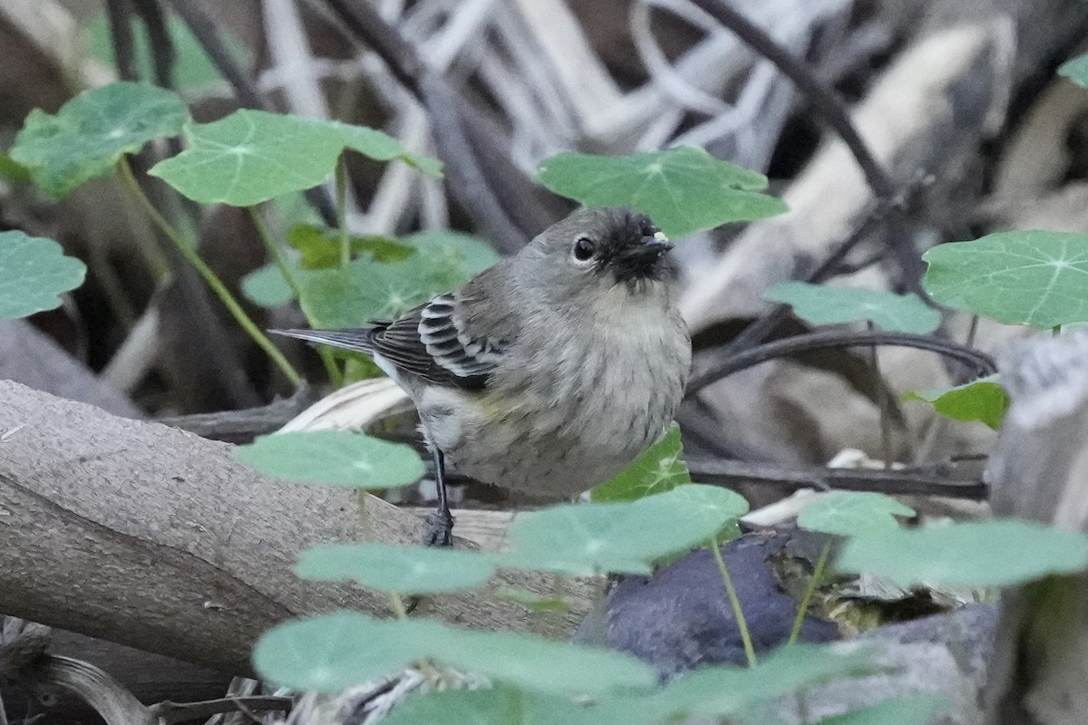 Yellow-rumped Warbler - ML646499251