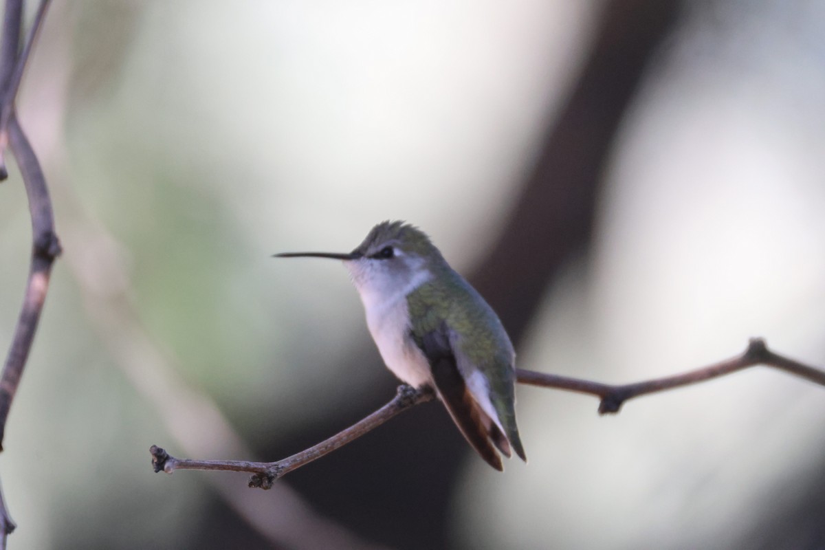 Costa's Hummingbird - ML646499252