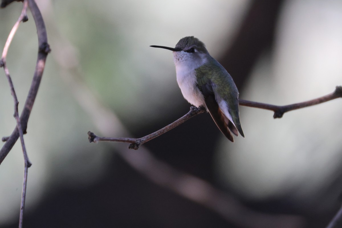 Costa's Hummingbird - ML646499253