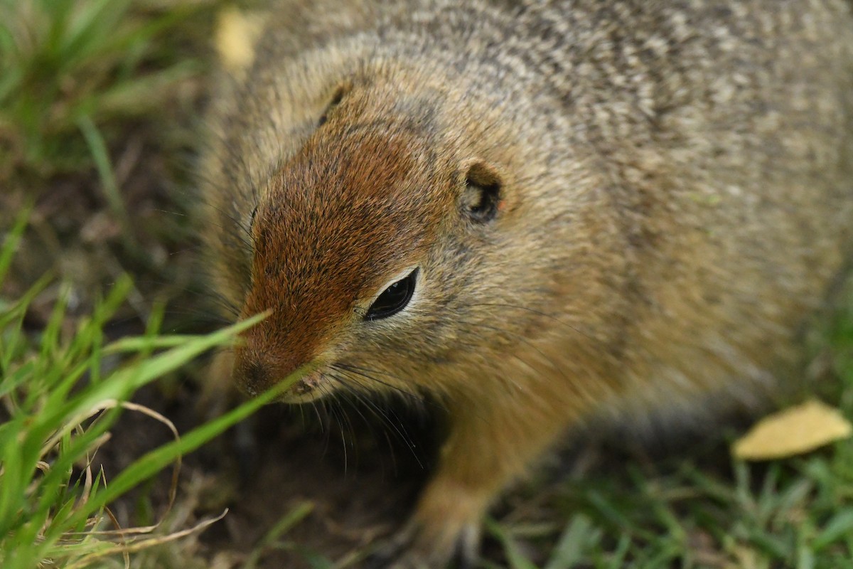 Mammals - ML646499268