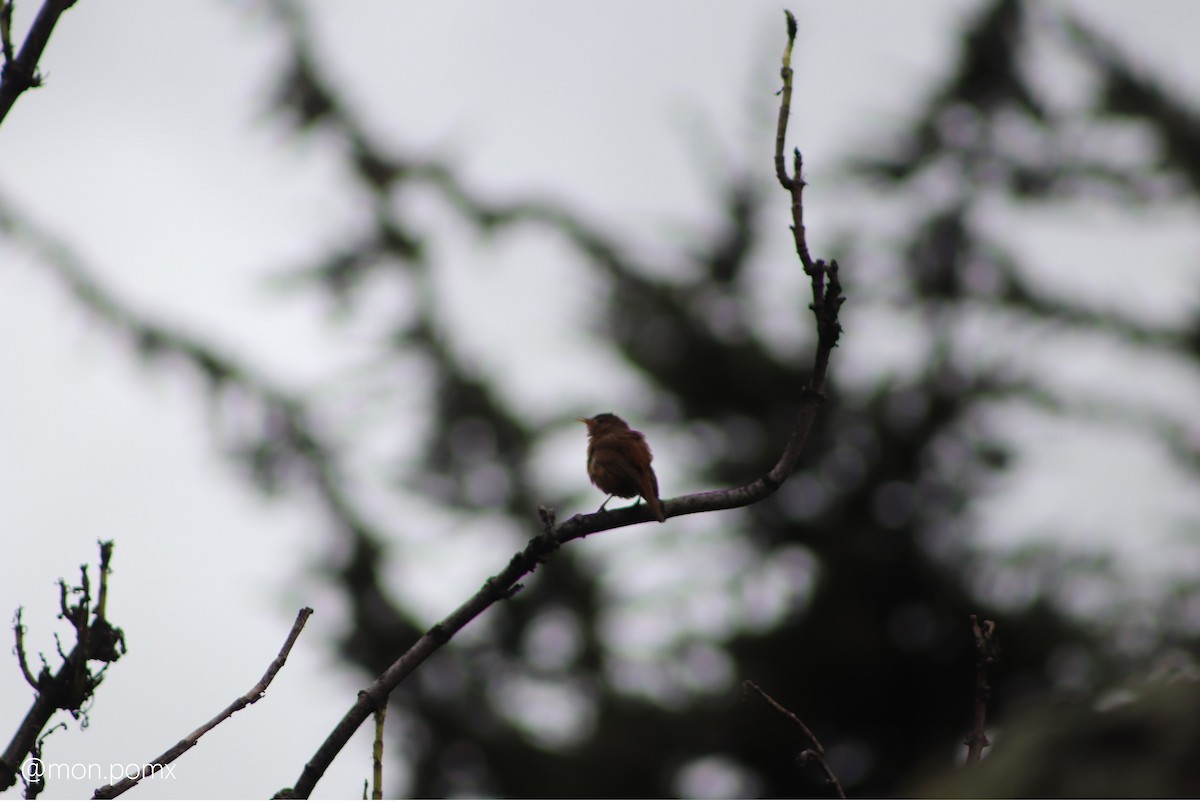 Southern House Wren - ML646499279