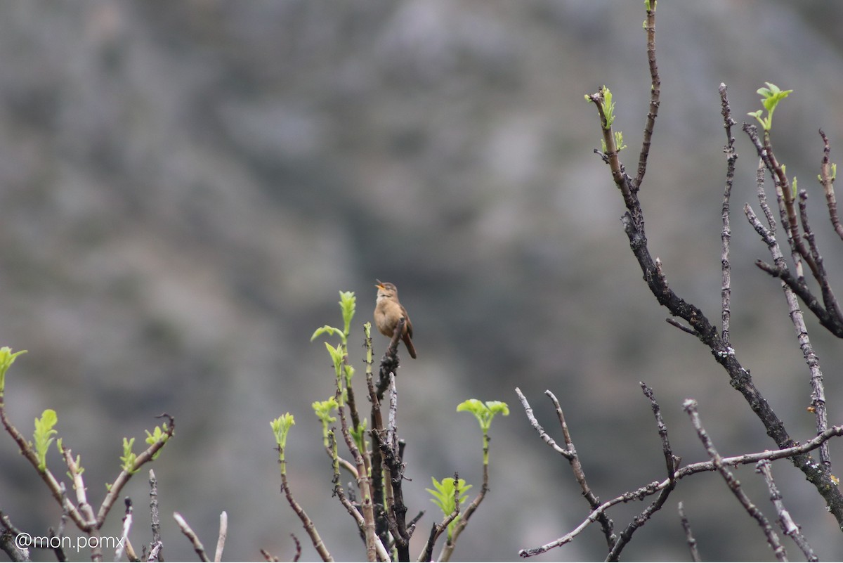Southern House Wren - ML646499282