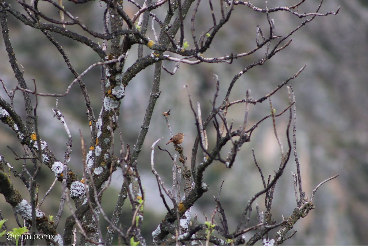 Southern House Wren - ML646499284