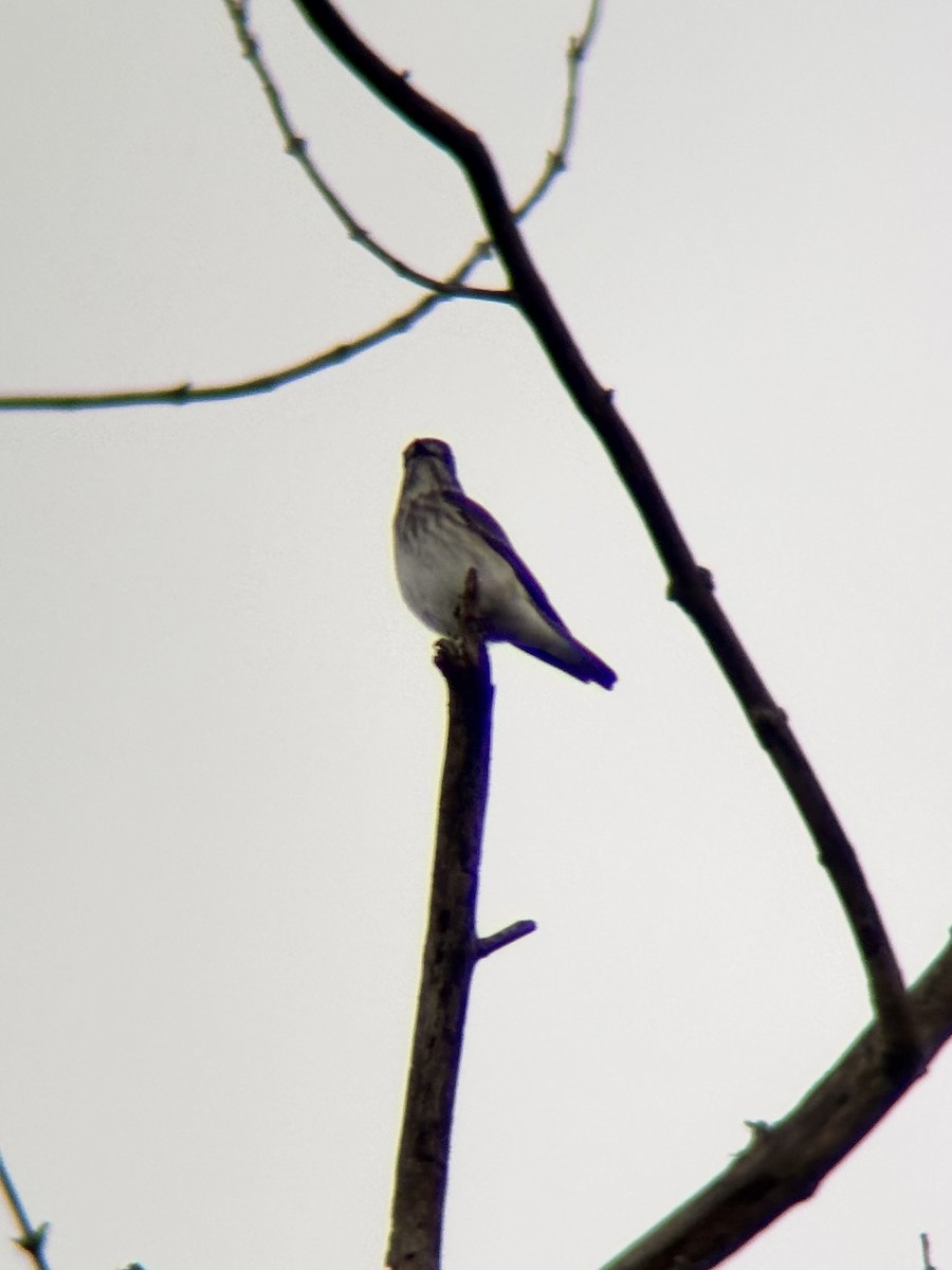 Gray-streaked Flycatcher - ML646499285
