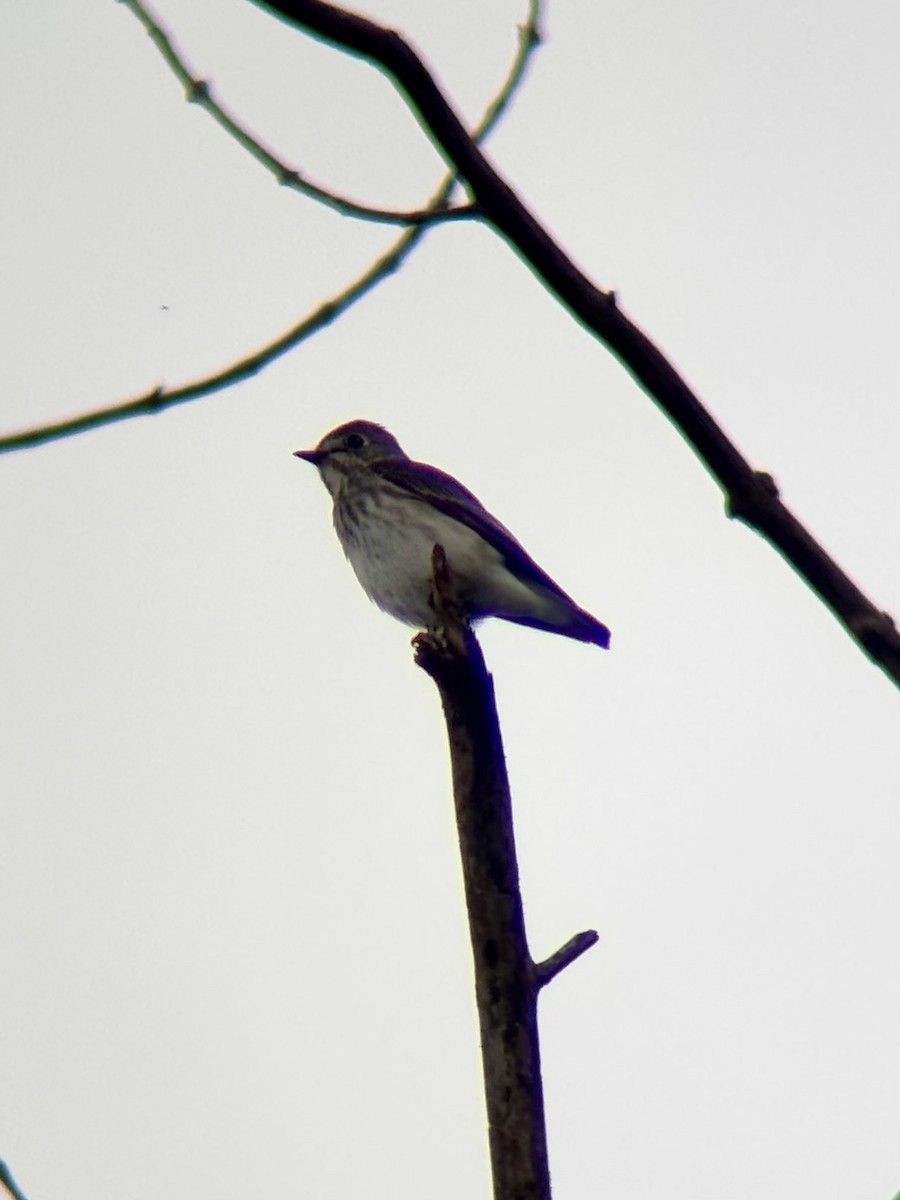Gray-streaked Flycatcher - ML646499286