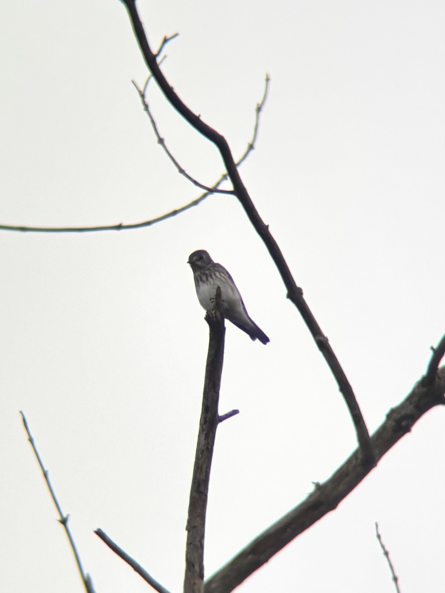 Gray-streaked Flycatcher - ML646499287