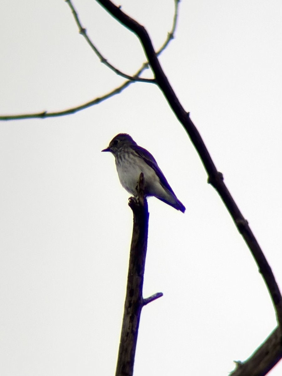 Gray-streaked Flycatcher - ML646499288
