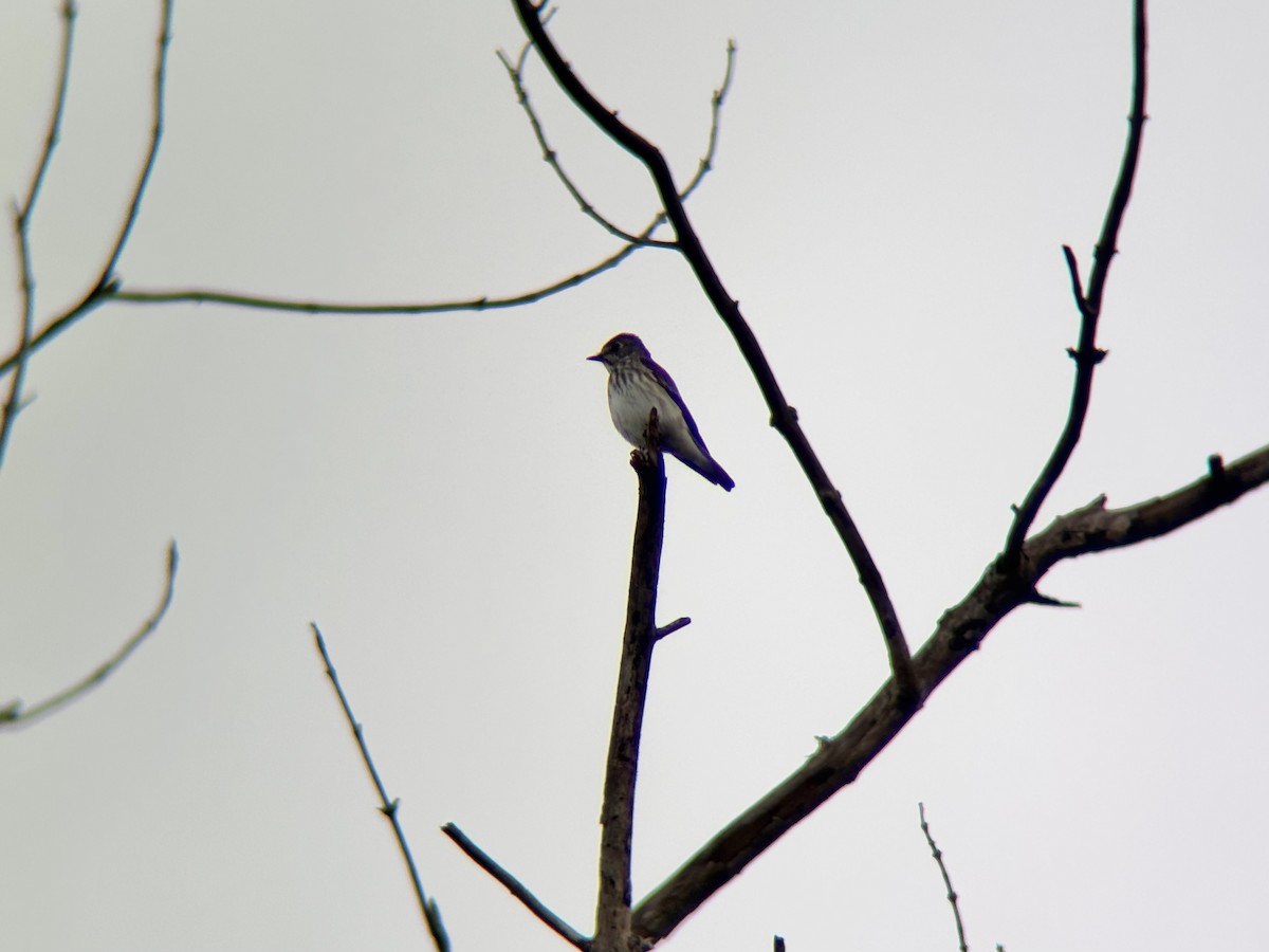 Gray-streaked Flycatcher - ML646499289