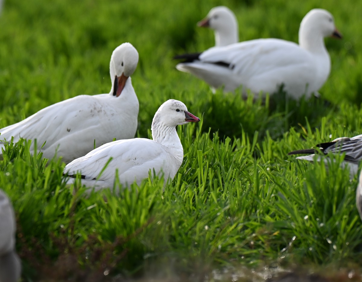 Ross's Goose - ML646499295