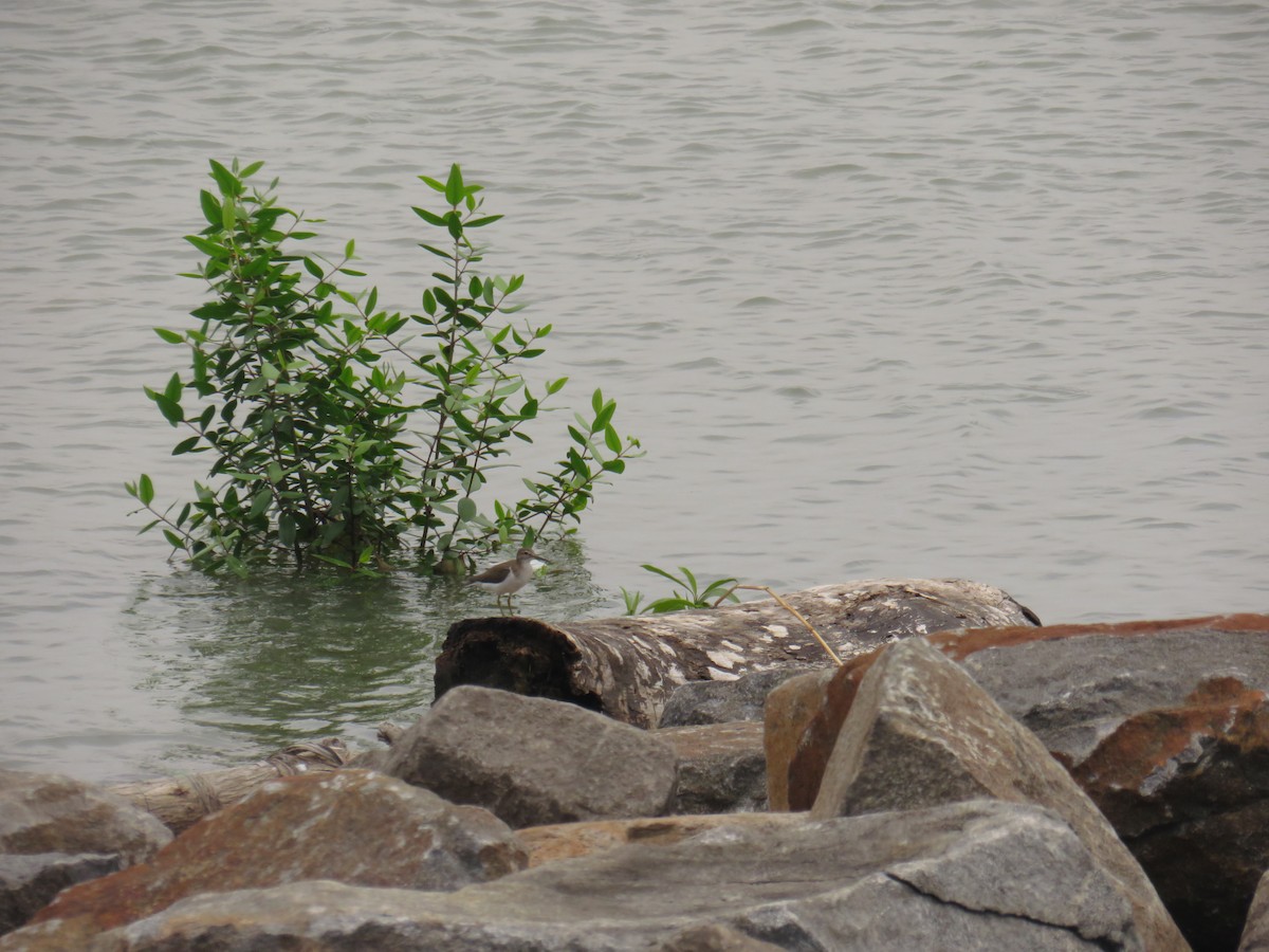 Перевозчик - ML646499303