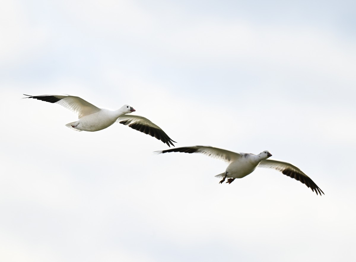 Ross's Goose - ML646499304