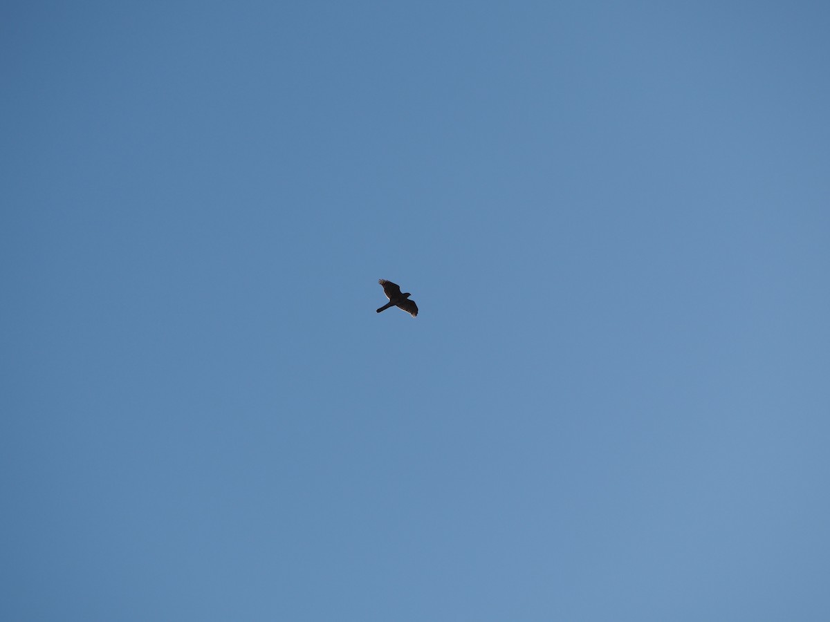 Eurasian Goshawk - ML646499305