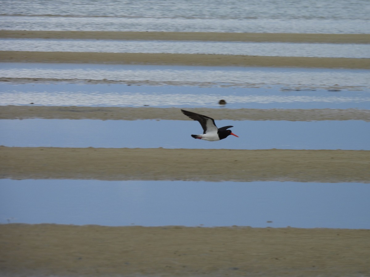 ústřičník dlouhozobý - ML646499306